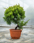 Juniperus Chinesis Nr.09 