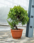 Juniperus Chinesis Nr.09