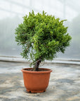 Juniperus Chinesis Nr.09 