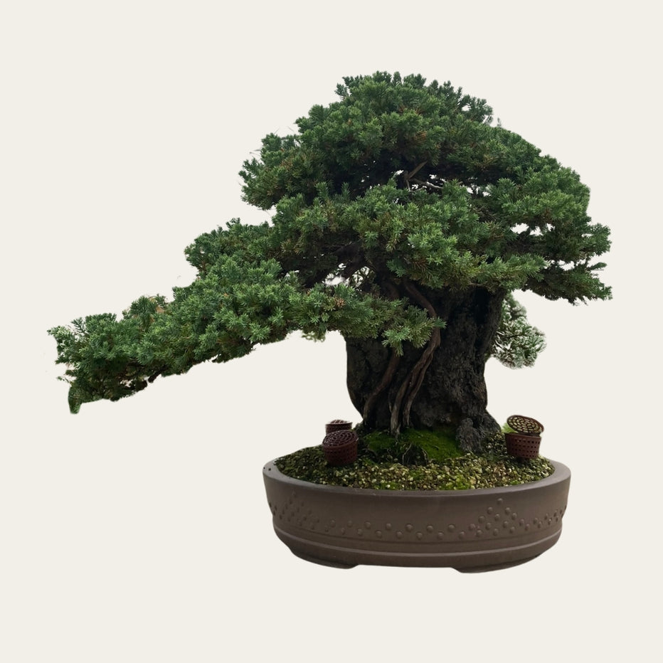 Juniperus Nr.36 - Bonsai 25 years old - Grows over rock | Bonsaiwonder ...