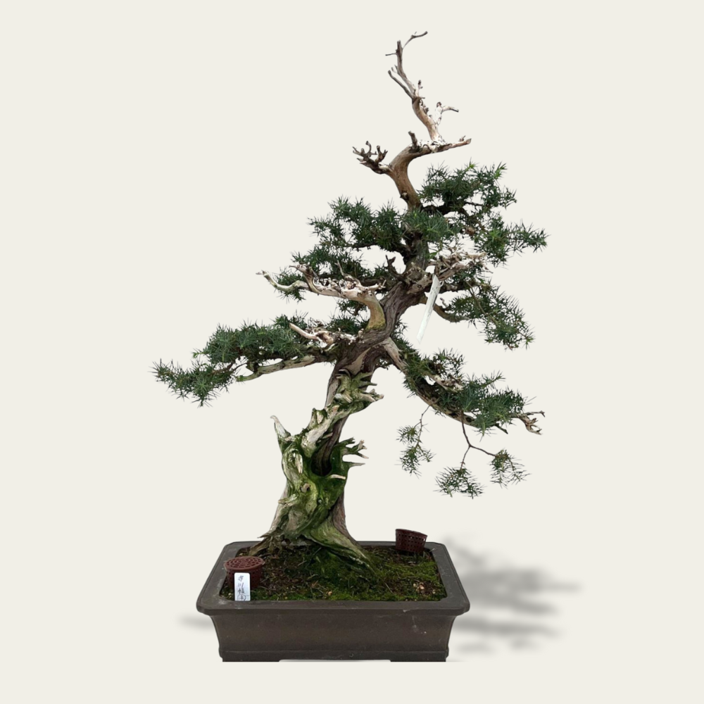 Juniperus Nr.42 - Bonsai 20 jaar oud - uniek exemplaar | Bonsaiwonder ...