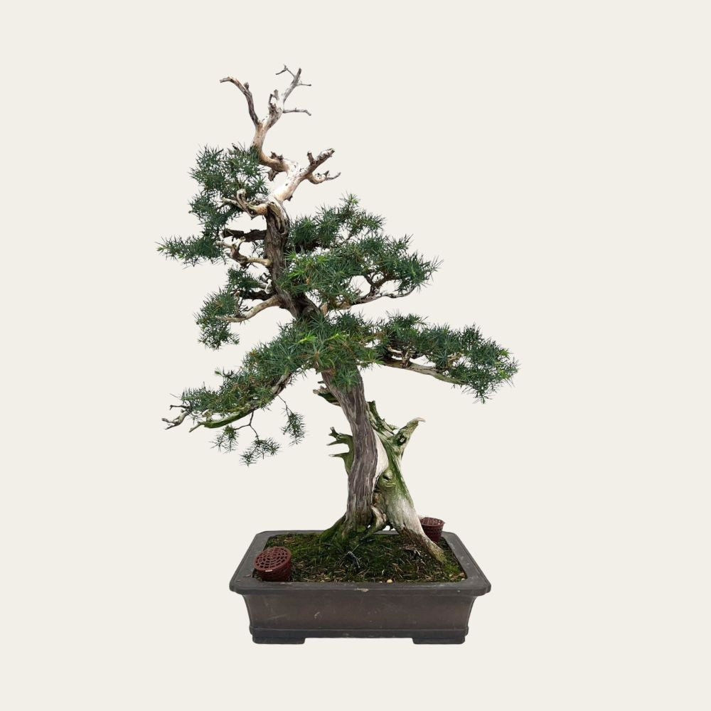 Juniperus Nr.42 - Bonsai 20 jaar oud - uniek exemplaar | Bonsaiwonder ...
