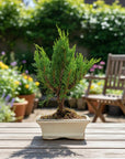 Juniperus Sono