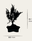 Juniperus Sono
