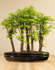 Metasequoia Forest XL