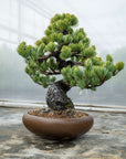 Pinus Parviflora Nr.11