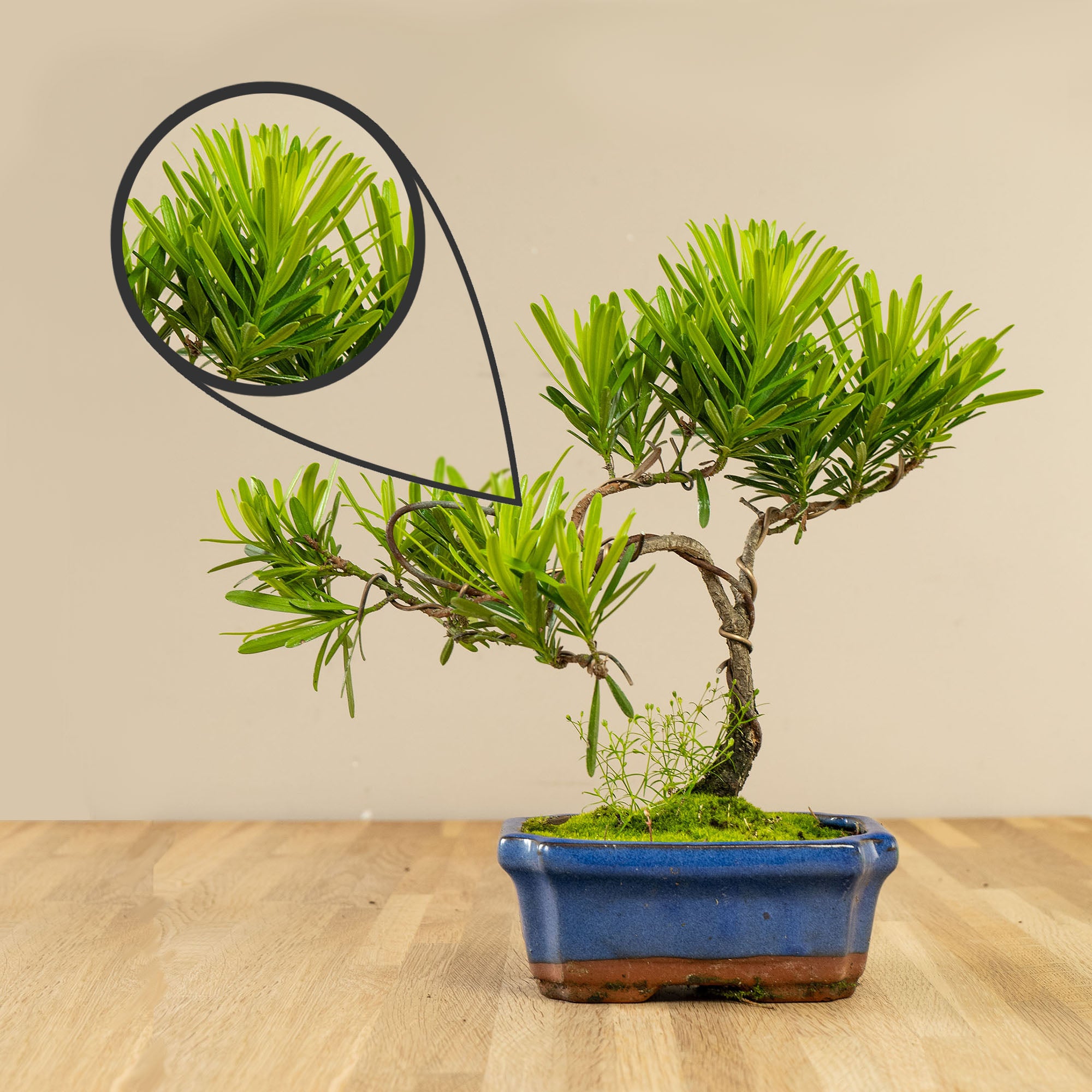 Bonsai2u Bonsai Podocarpus - 6 years, 13 x 8 cm, 25 cm high