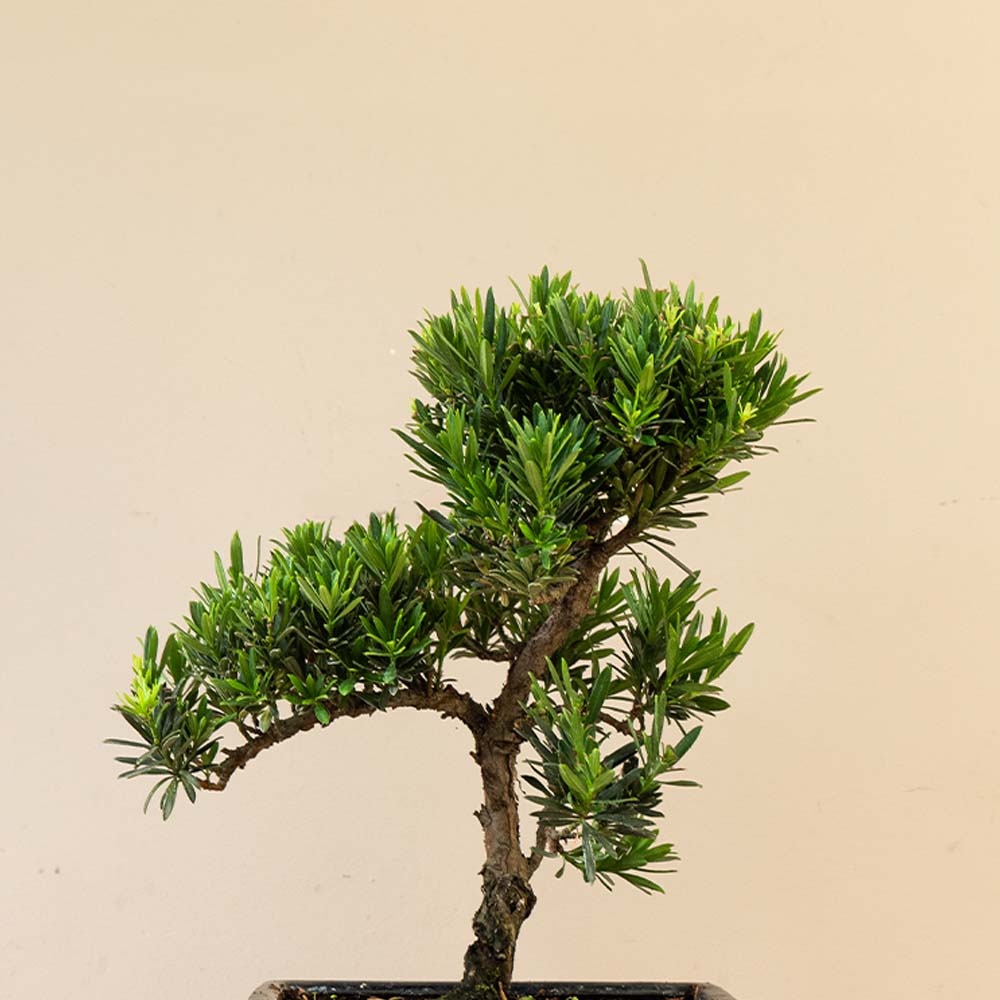 Buiten bonsai Verzorging: Genieten van de Seizoenen – Getagged Moerbei – Bonsai winkel