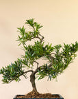 Podocarpus Sobo