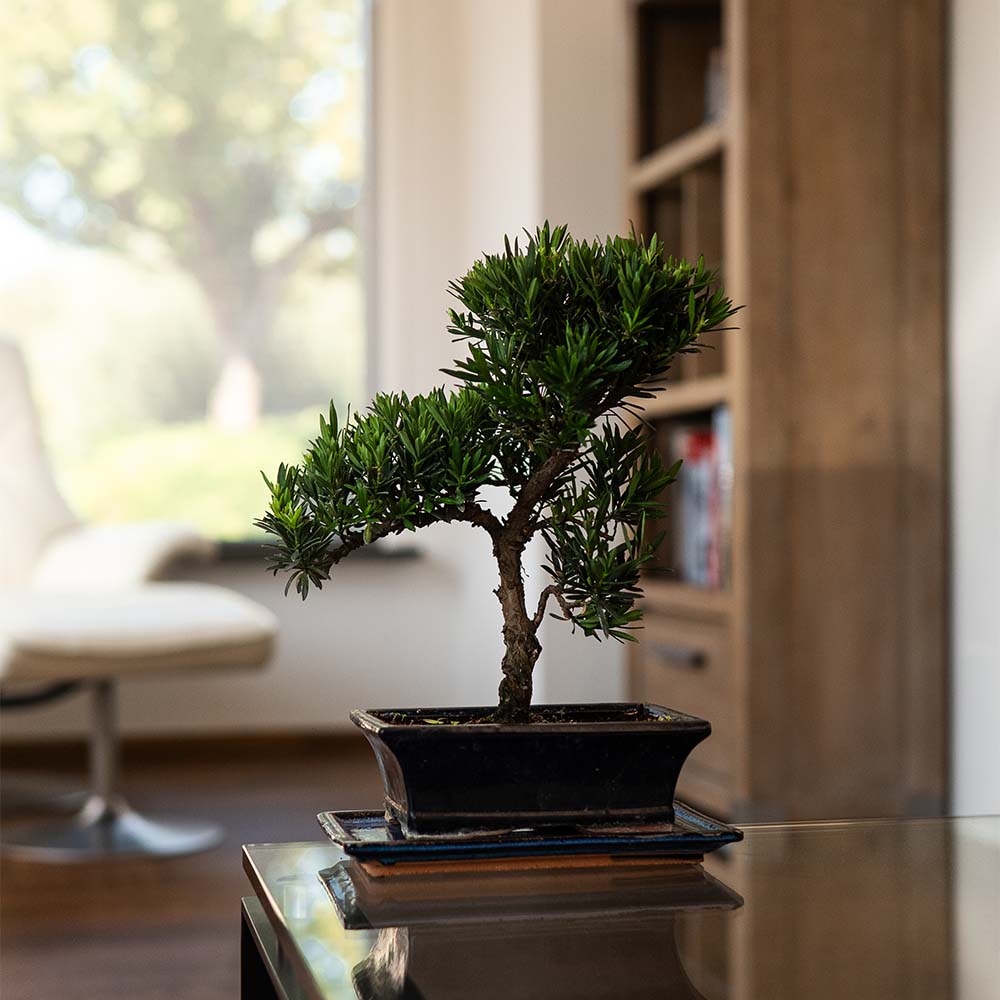 Cómo Cultivar un BONSAI de PODOCARPUS - Consejos CLAVE Cómo Cultivar un BONSAI de PODOCARPUS - Consejos CLAVE