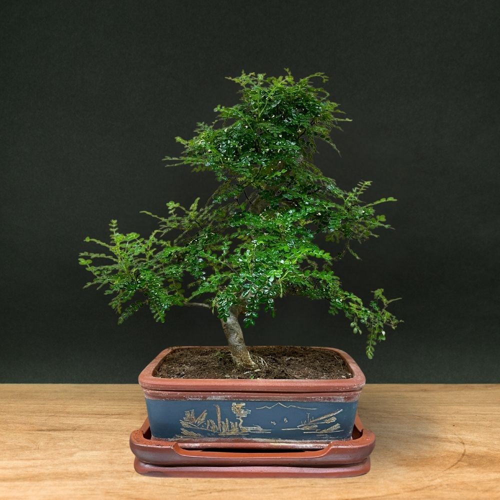 Zanthoxylum (Limitierte Auflage)
