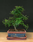 Zanthoxylum (Limitierte Auflage)
