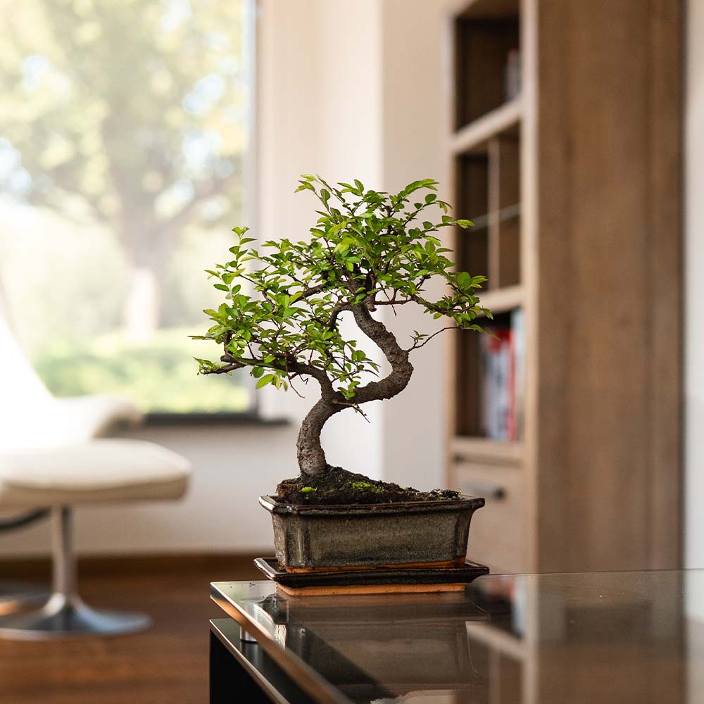 Bonsai tree | Zelkova Tennen – bonsaiwonder®