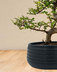Zelkova Marui