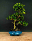 ILEX Spiral