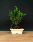 Juniperus Sono
