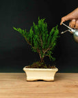 Juniperus Sono