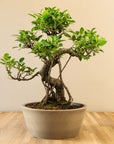 Ficus Ooki nach Maru