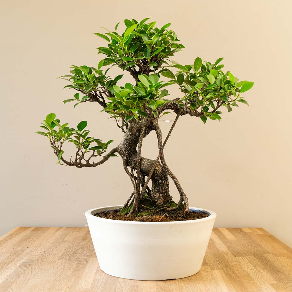 Ficus Ooki nach Maru