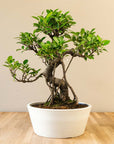 Ficus Ooki nach Maru