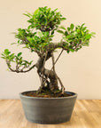 Ficus Ooki nach Maru